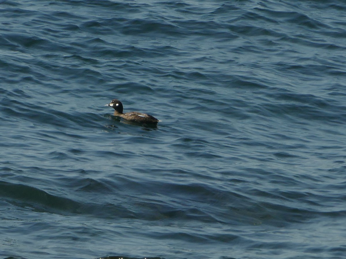 Harlequin Duck - ML644863762