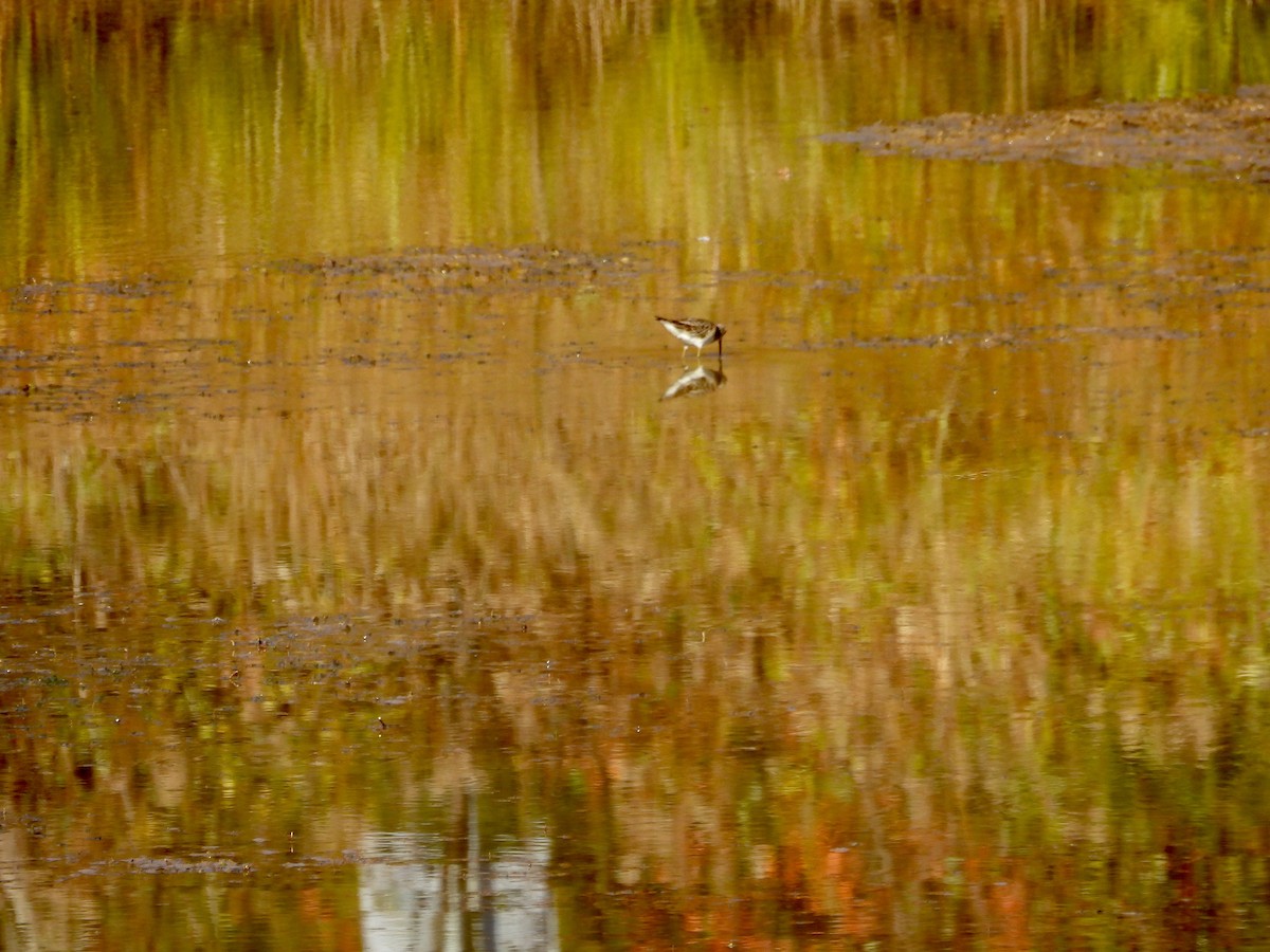 jespák skvrnitý - ML644863767