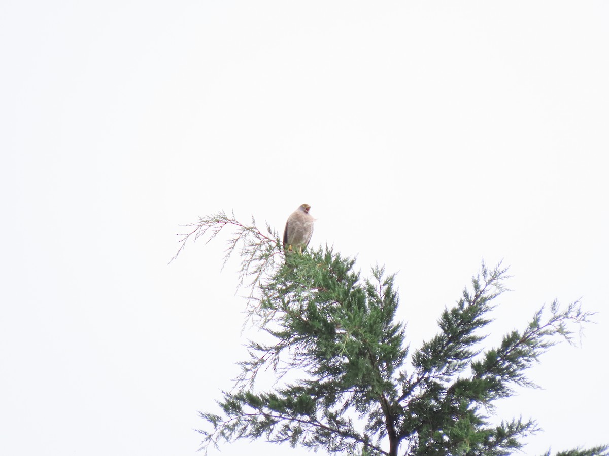 Roadside Hawk - ML644863771