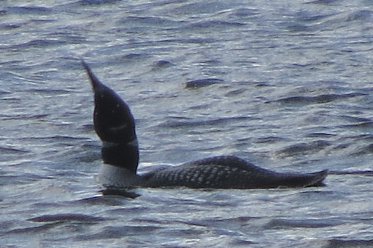 Common Loon - ML644863780
