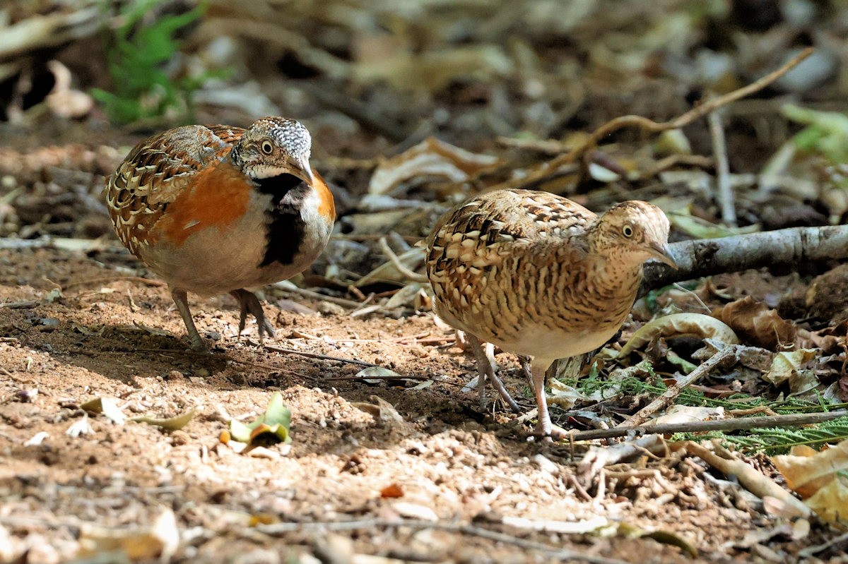 Madagascar Buttonquail - ML644863790