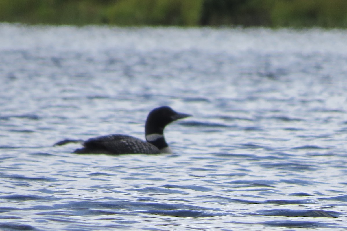 Common Loon - ML644863792