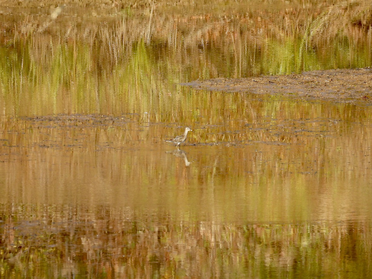 jespák skvrnitý - ML644863795