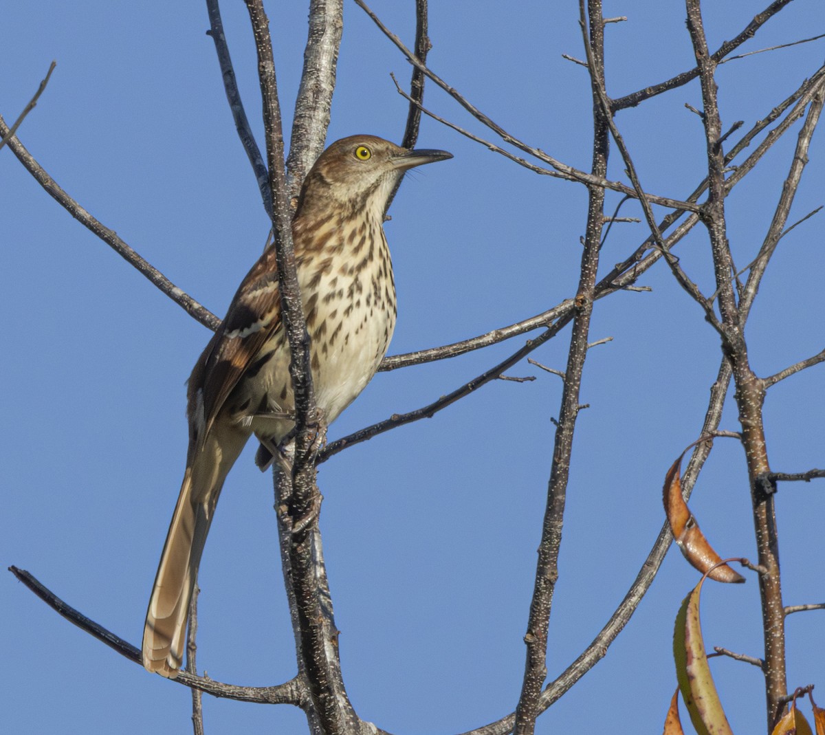 Kahverengi Çöpçü - ML644863804