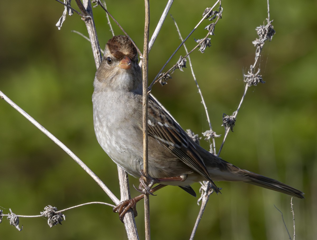 hvitkronespurv - ML644863821