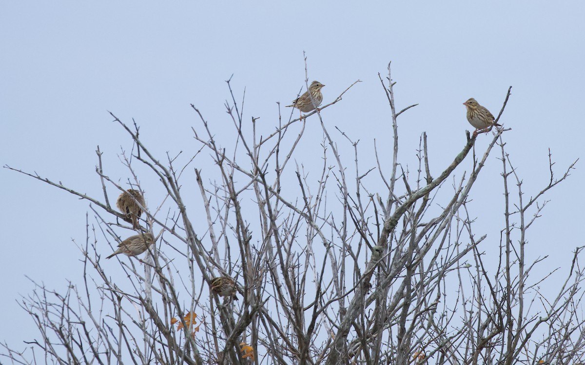 Savannah Sparrow (Ipswich) - ML644863849