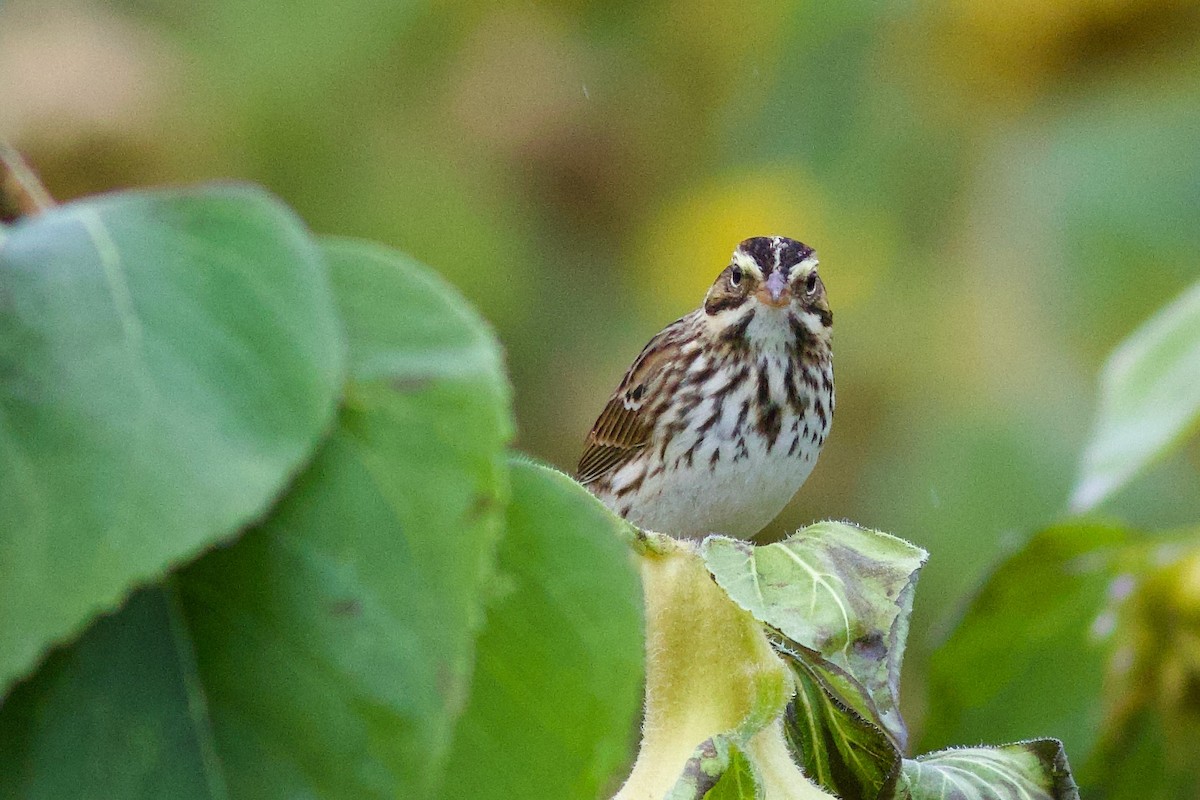 Savannah Sparrow - ML644863853