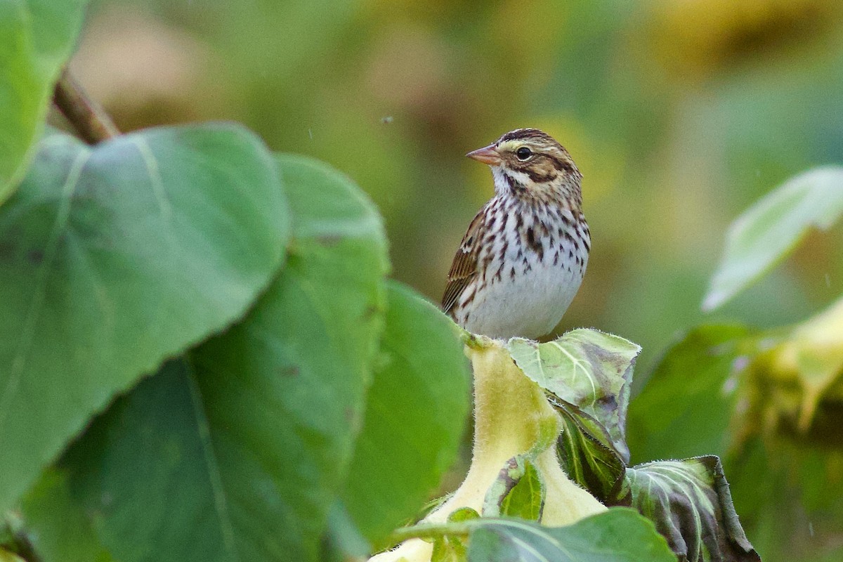 Savannah Sparrow - ML644863854