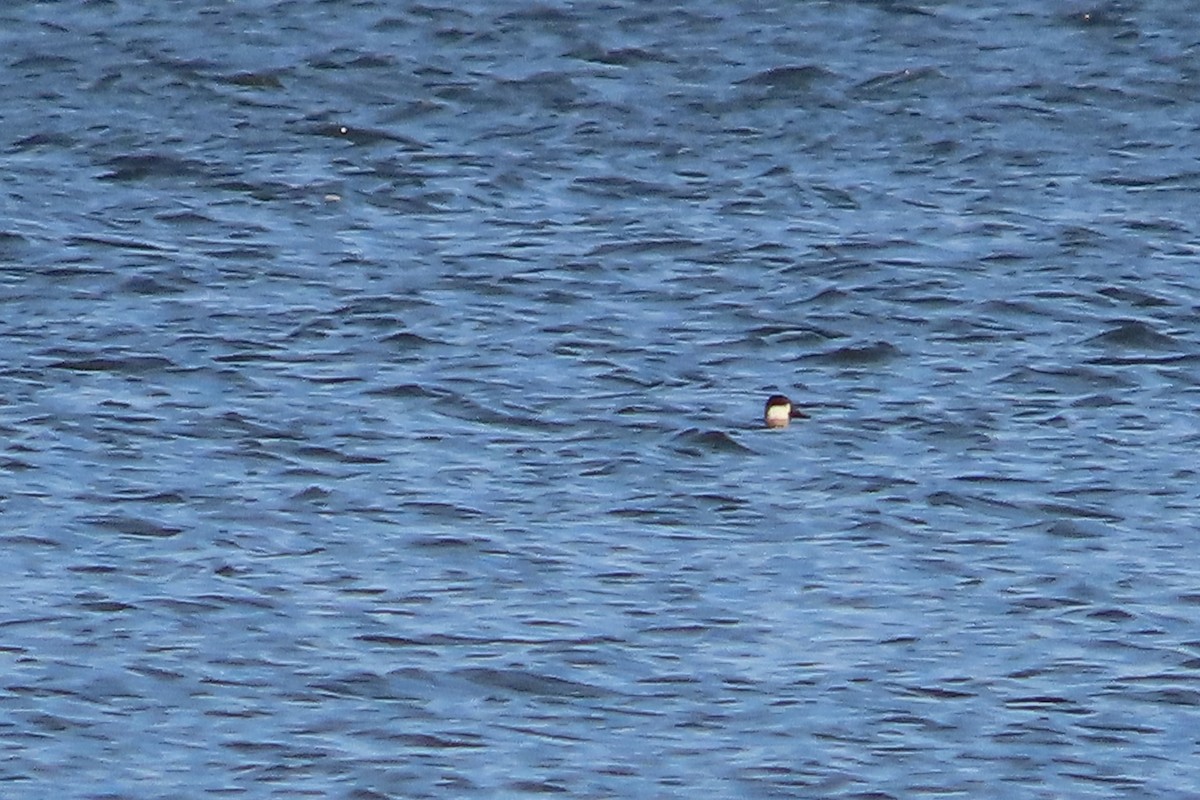Ruddy Duck - ML644863855