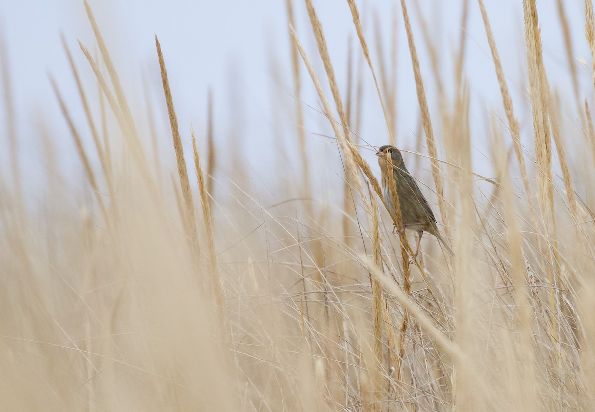 nålstjertspurv (subvirgata) - ML644863859