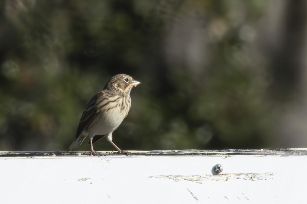 Vesper Sparrow - ML644863862