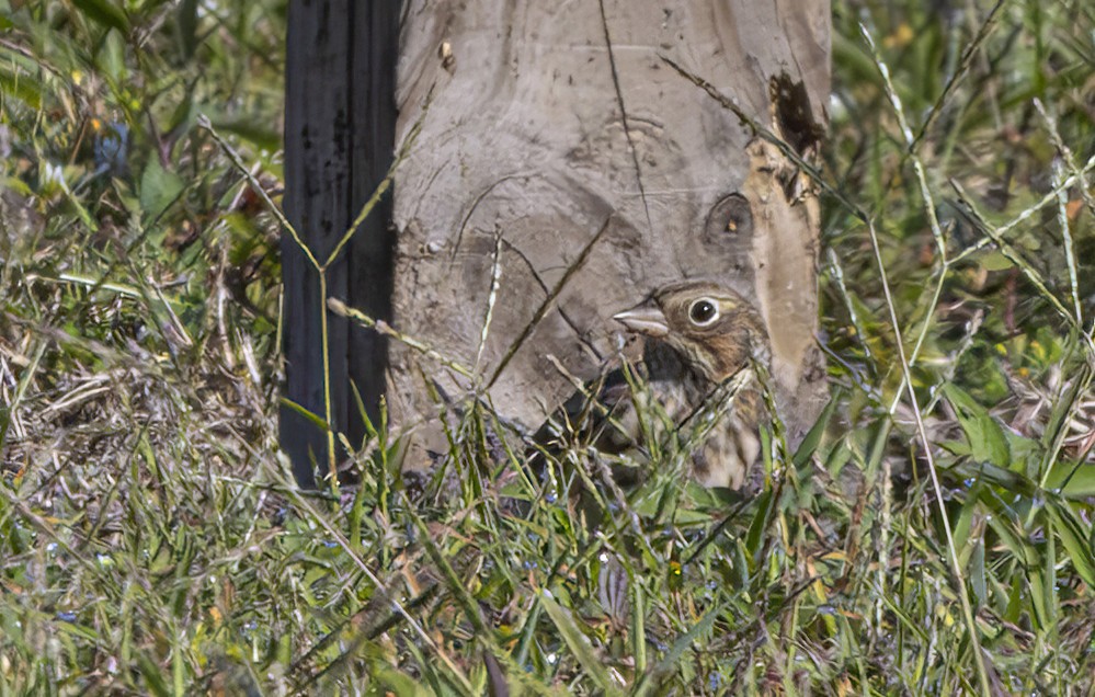Vesper Sparrow - ML644863863