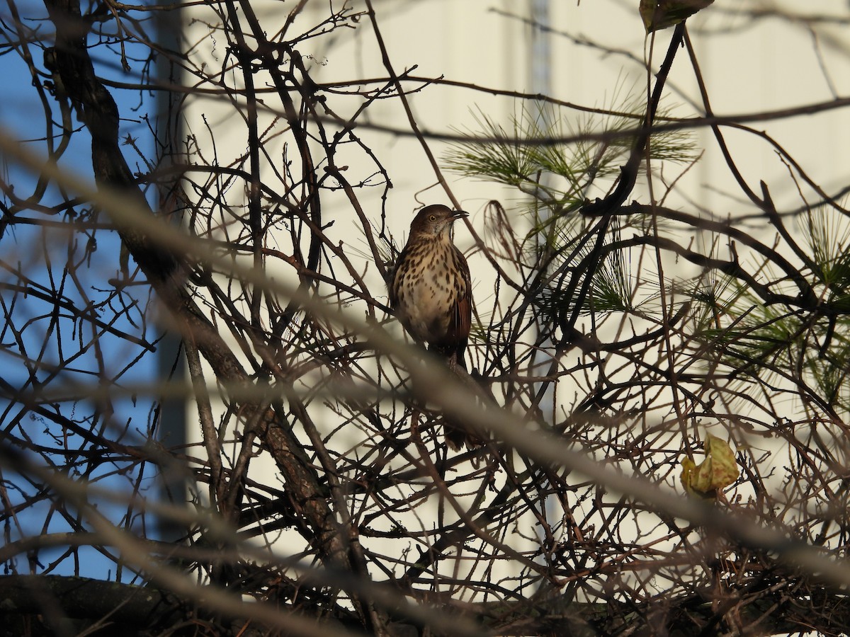 Kahverengi Çöpçü - ML644863867