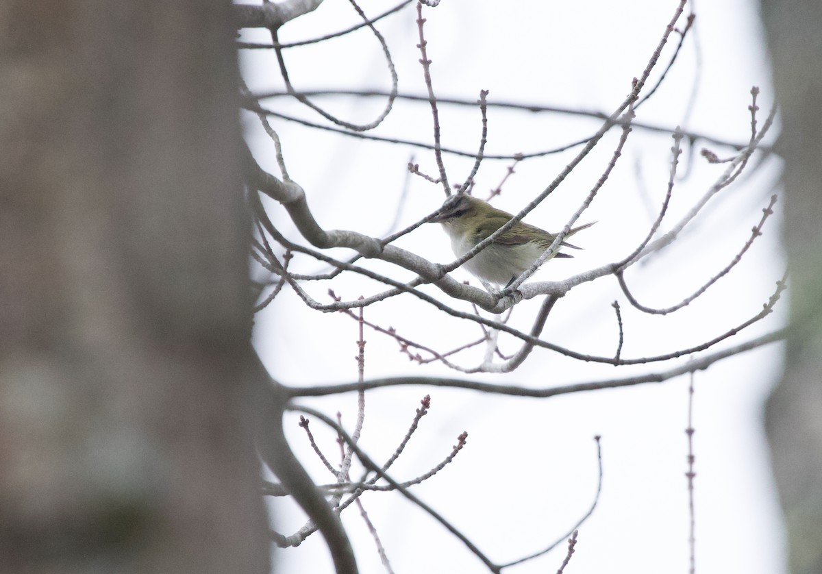 Красноглазый виреон - ML644863872