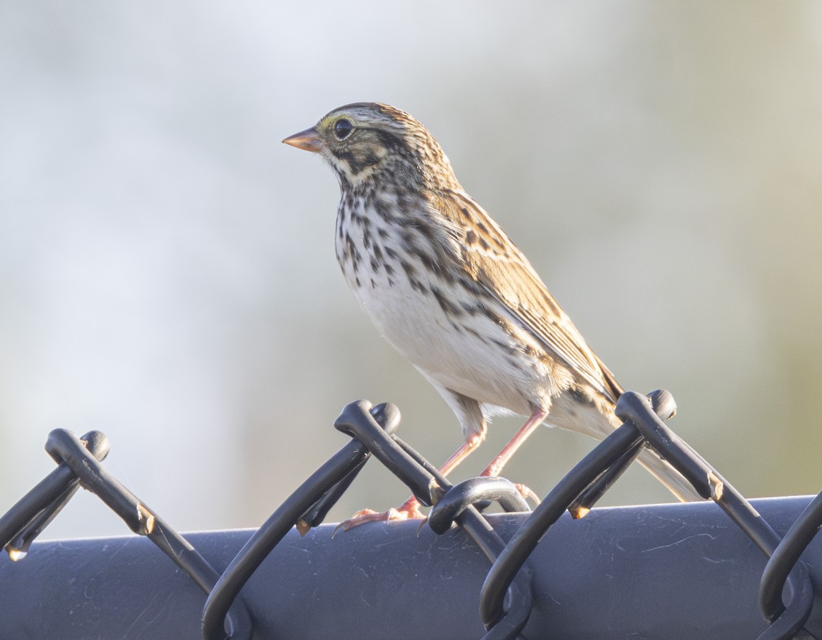 Savannah Sparrow - ML644863875