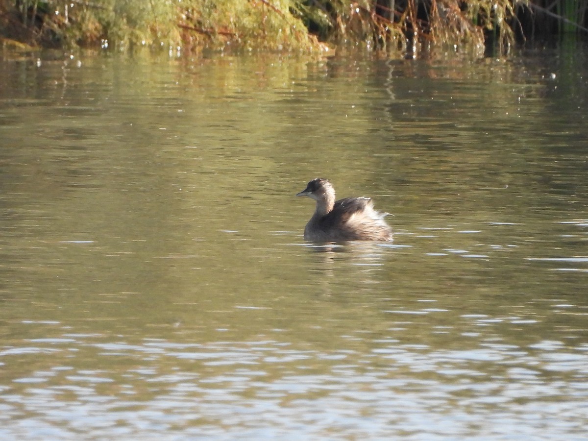 Little Grebe - ML644863876