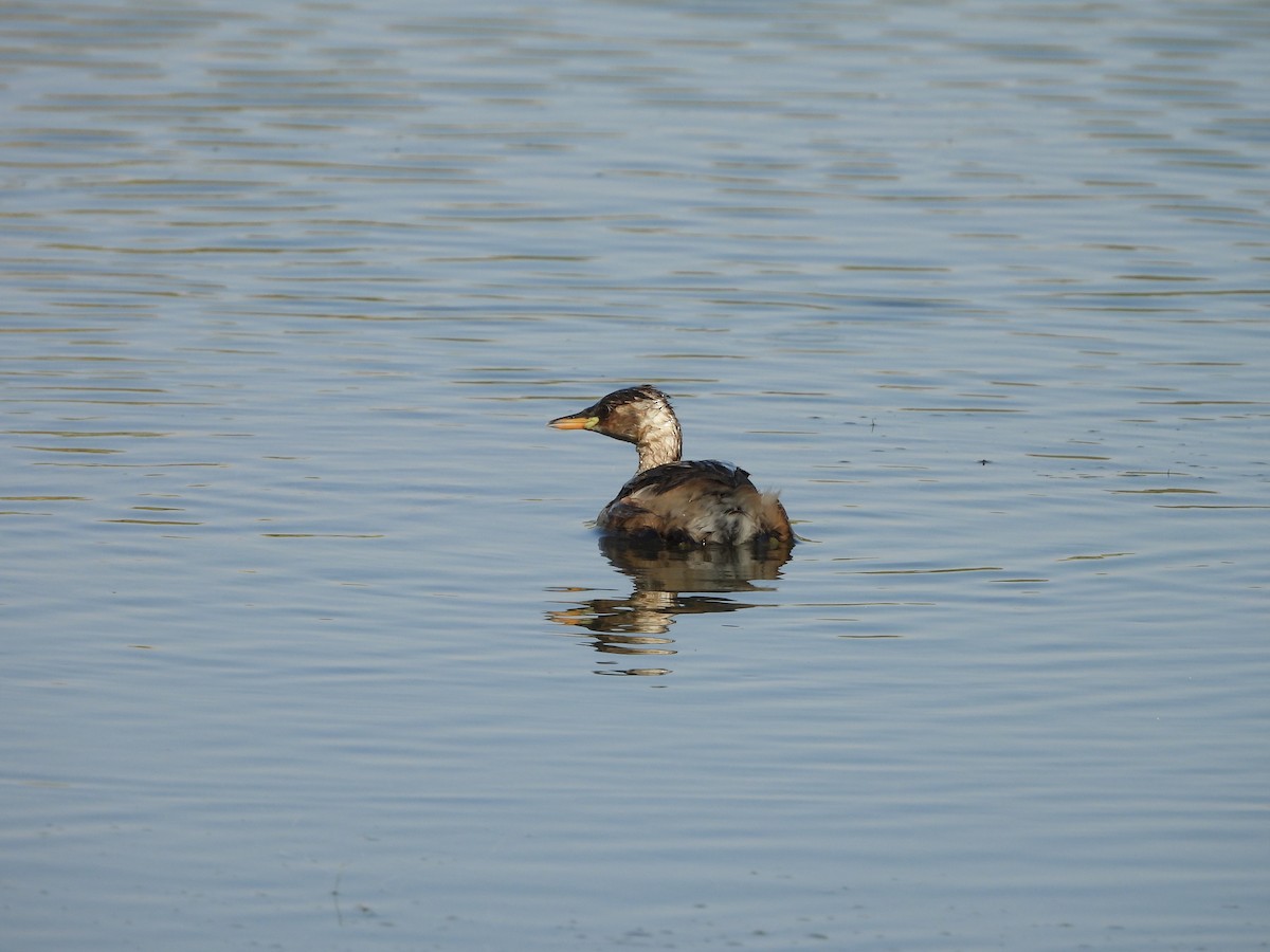 Little Grebe - ML644863877