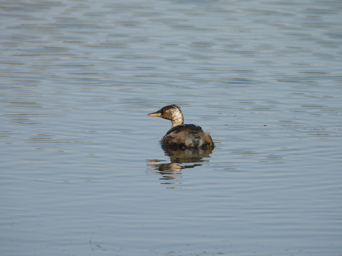 Little Grebe - ML644863878