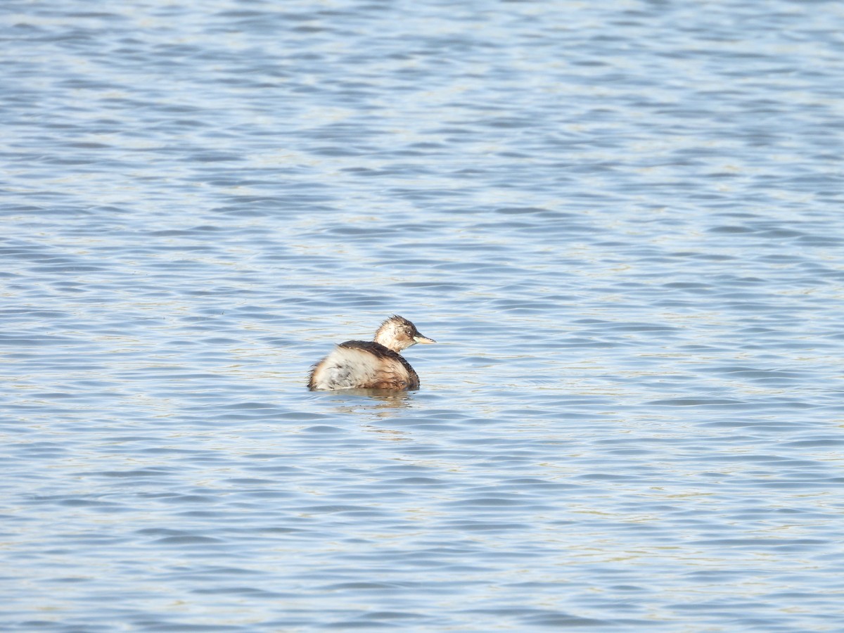 Little Grebe - ML644863879