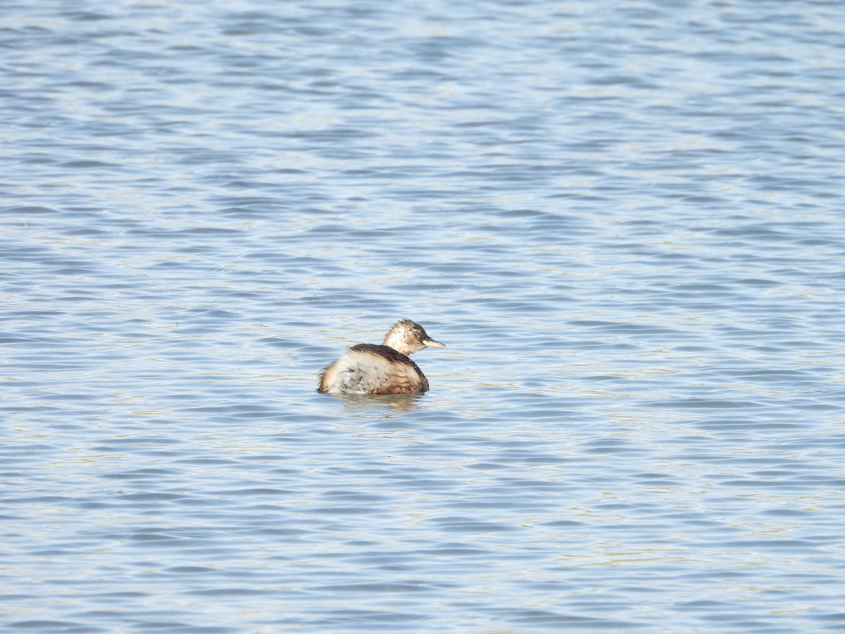 Little Grebe - ML644863880