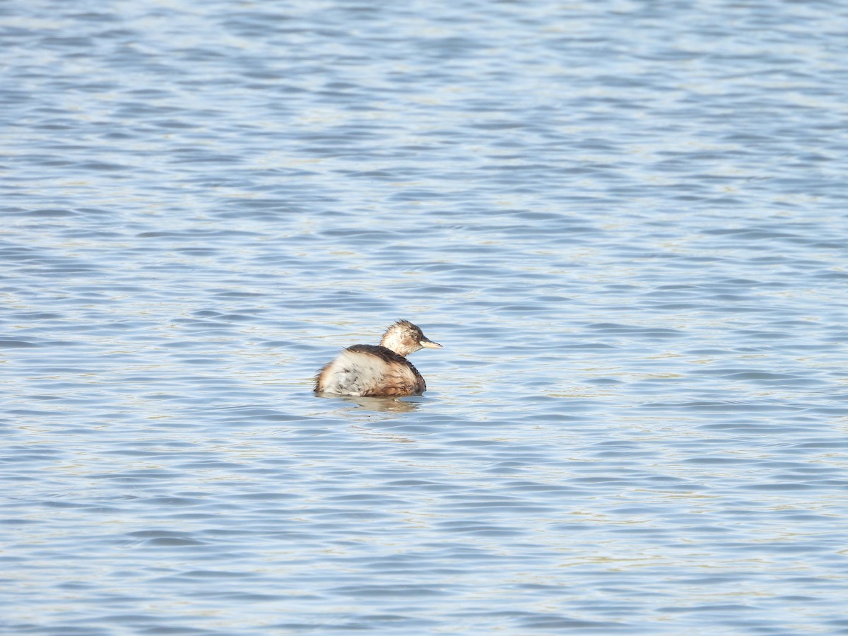Little Grebe - ML644863881