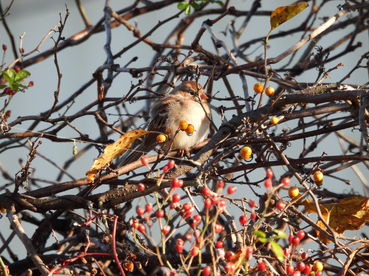 Field Sparrow - ML644863882