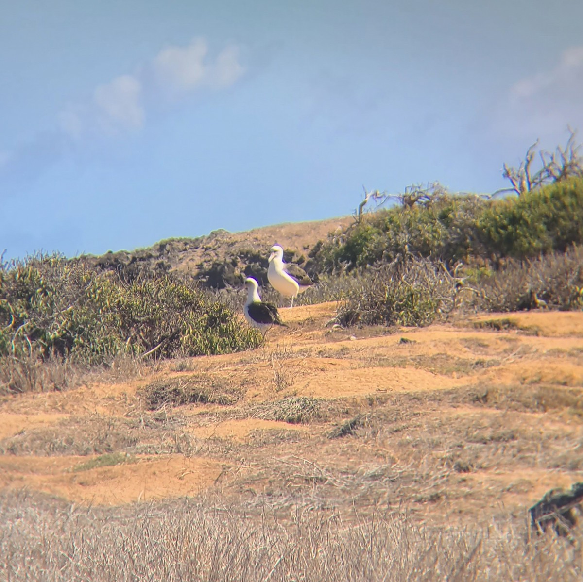 Laysan Albatross - ML644863885