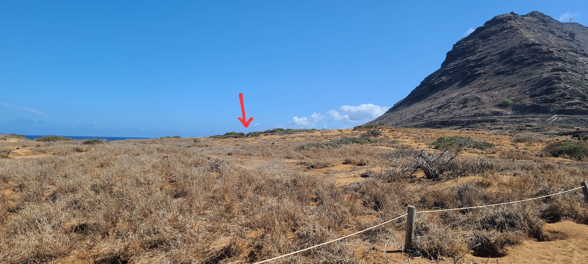 Laysan Albatross - ML644863890