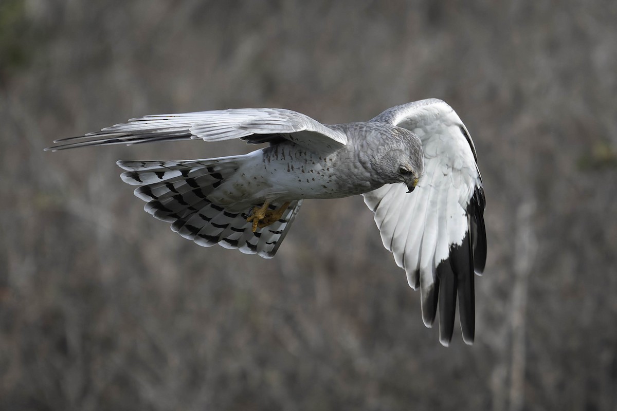 Американский лунь - ML644863902