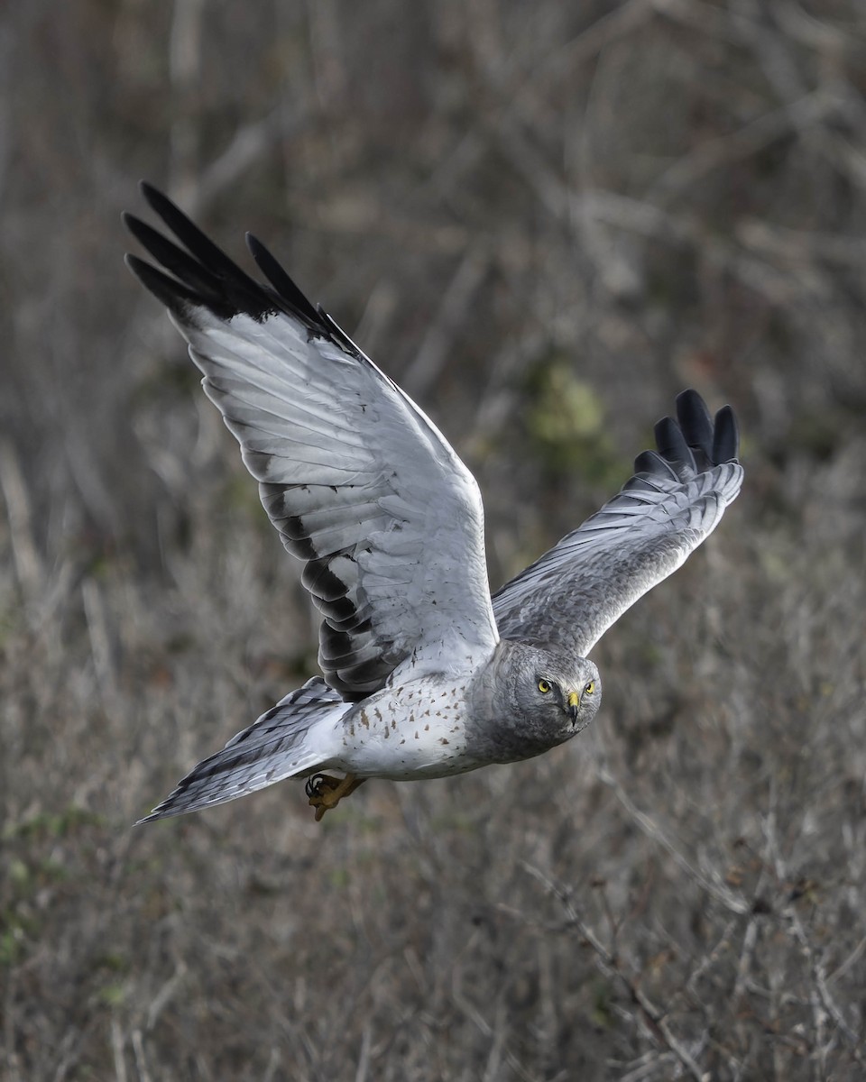 Американский лунь - ML644863903