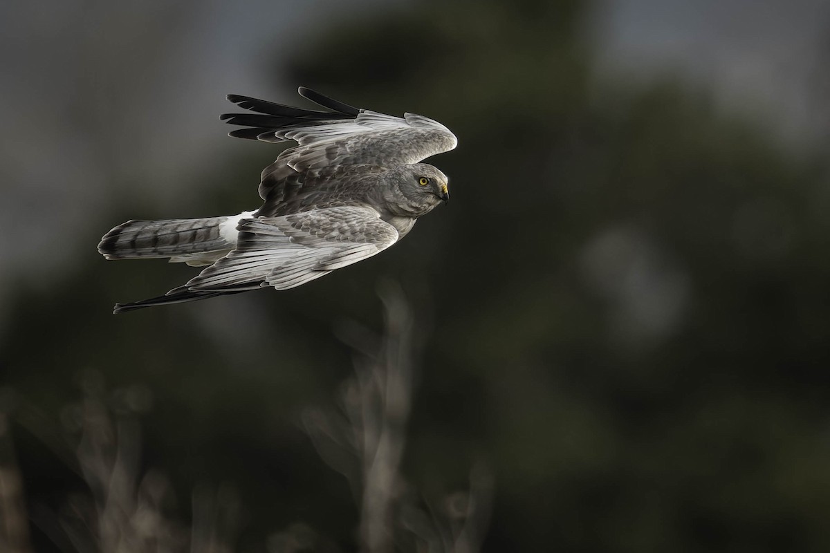 Американский лунь - ML644863907