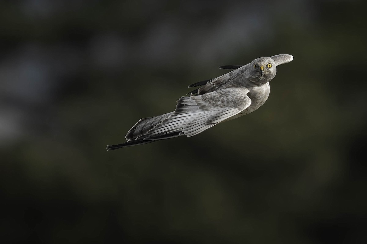 Американский лунь - ML644863908