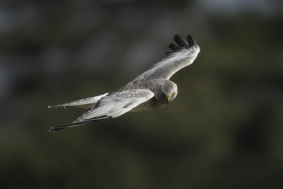 Американский лунь - ML644863909