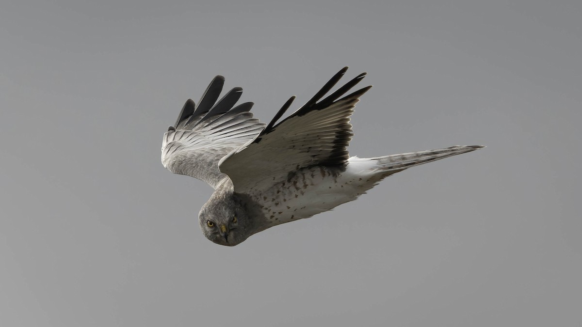 Американский лунь - ML644863910