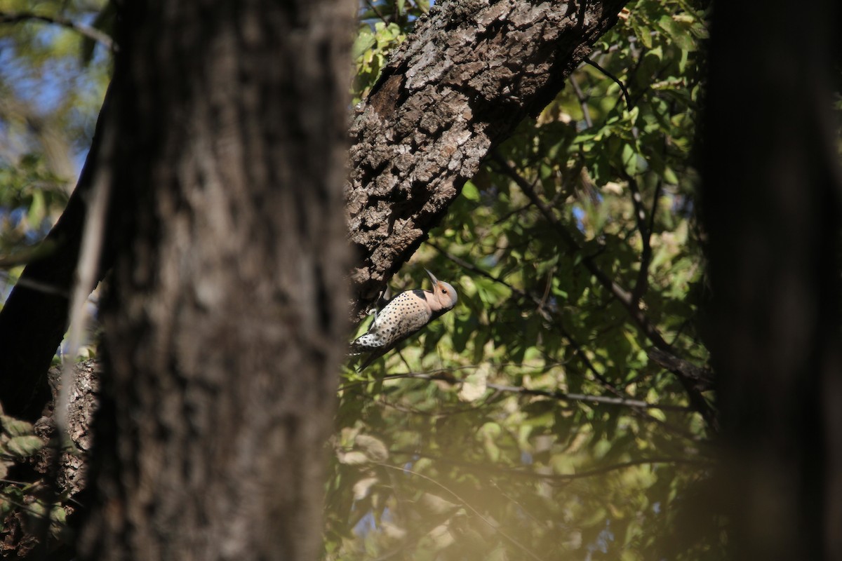 Northern Flicker - ML644863920