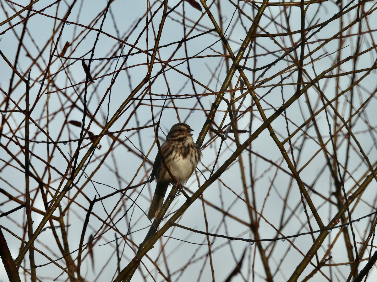 strnadec zpěvný - ML644863934