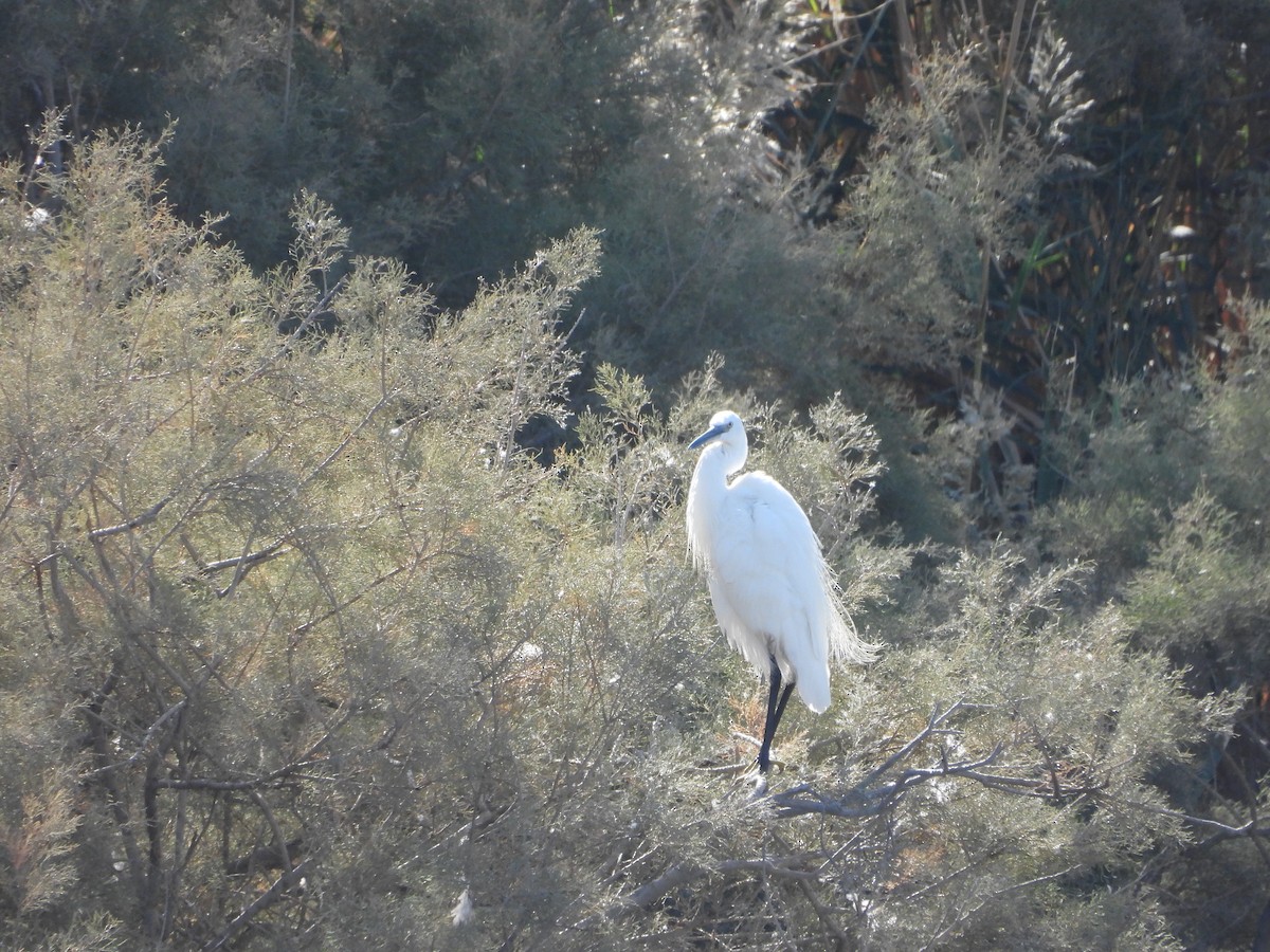 Little Egret - ML644863936