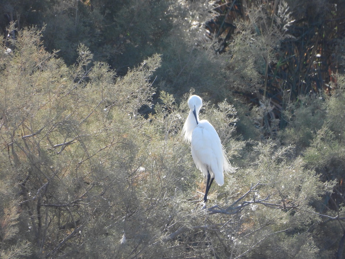 Little Egret - ML644863937