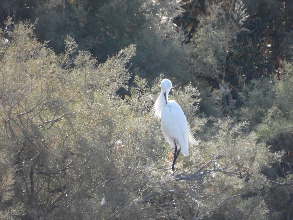 Little Egret - ML644863938