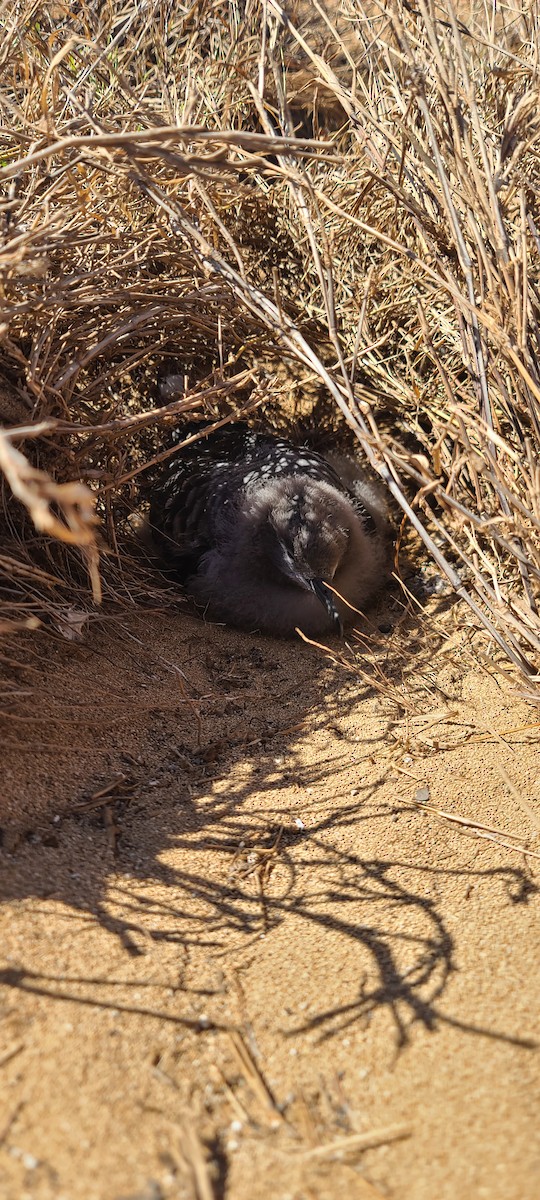 Wedge-tailed Shearwater - ML644863944