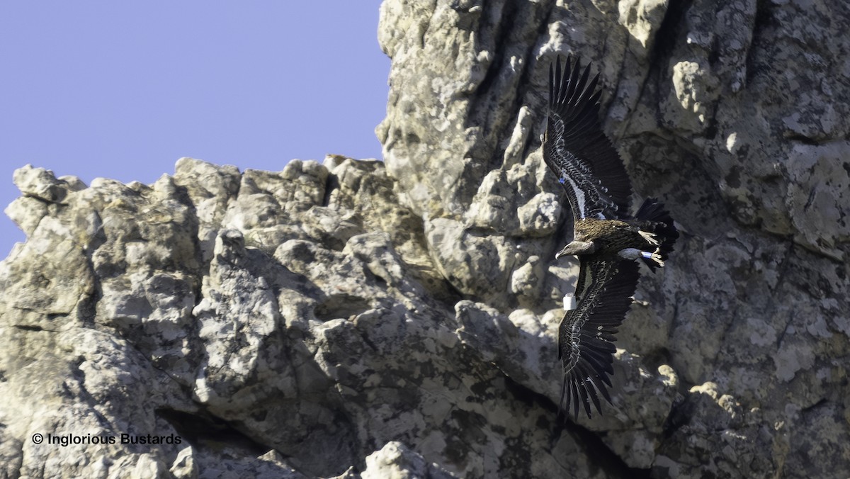 Rüppell's Griffon - ML644863951