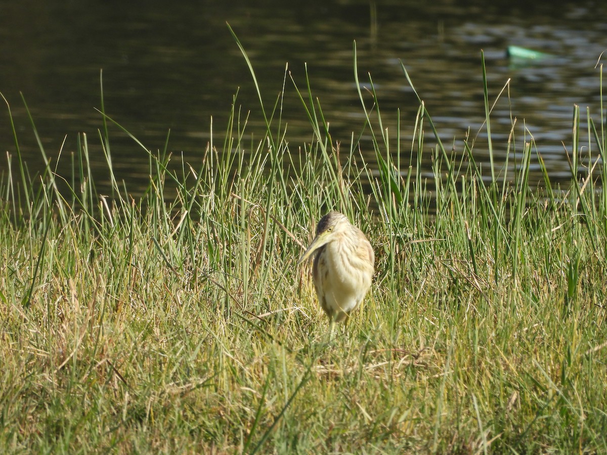 Squacco Heron - ML644863953