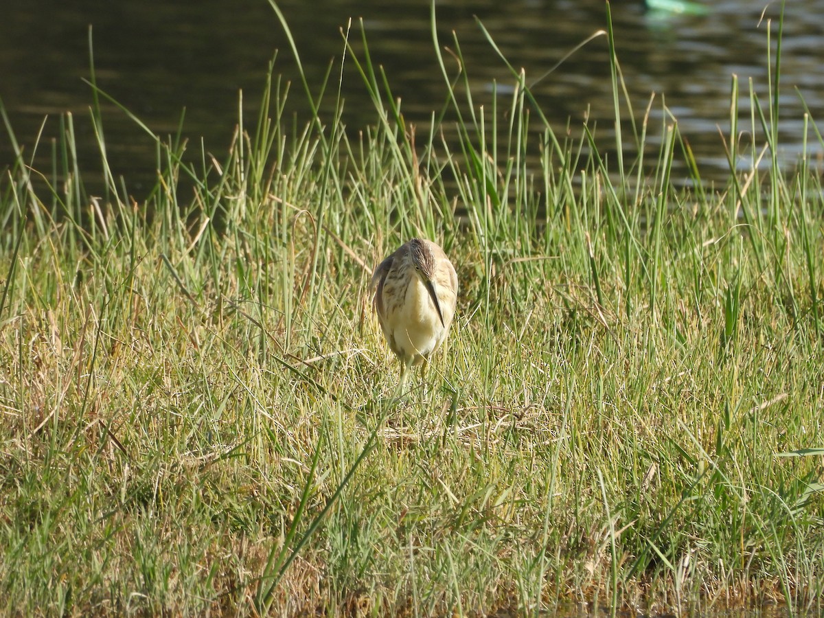 Squacco Heron - ML644863954
