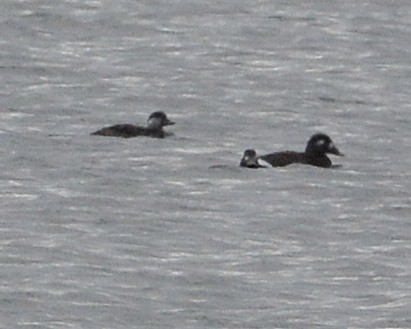 turpan žlutozobý - ML644863960