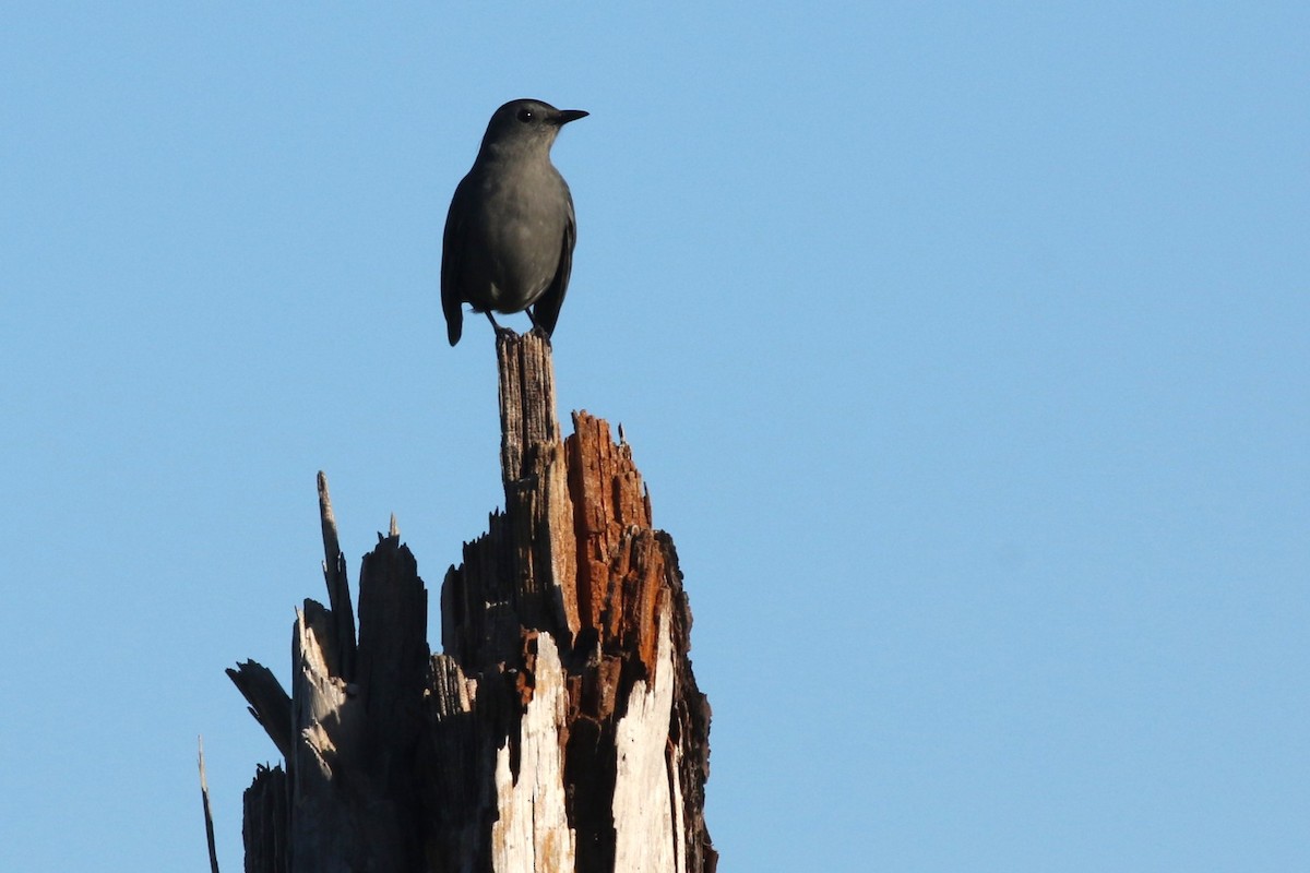 Gray Catbird - ML644863961