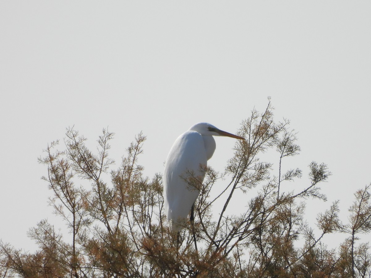 Great Egret - ML644863981