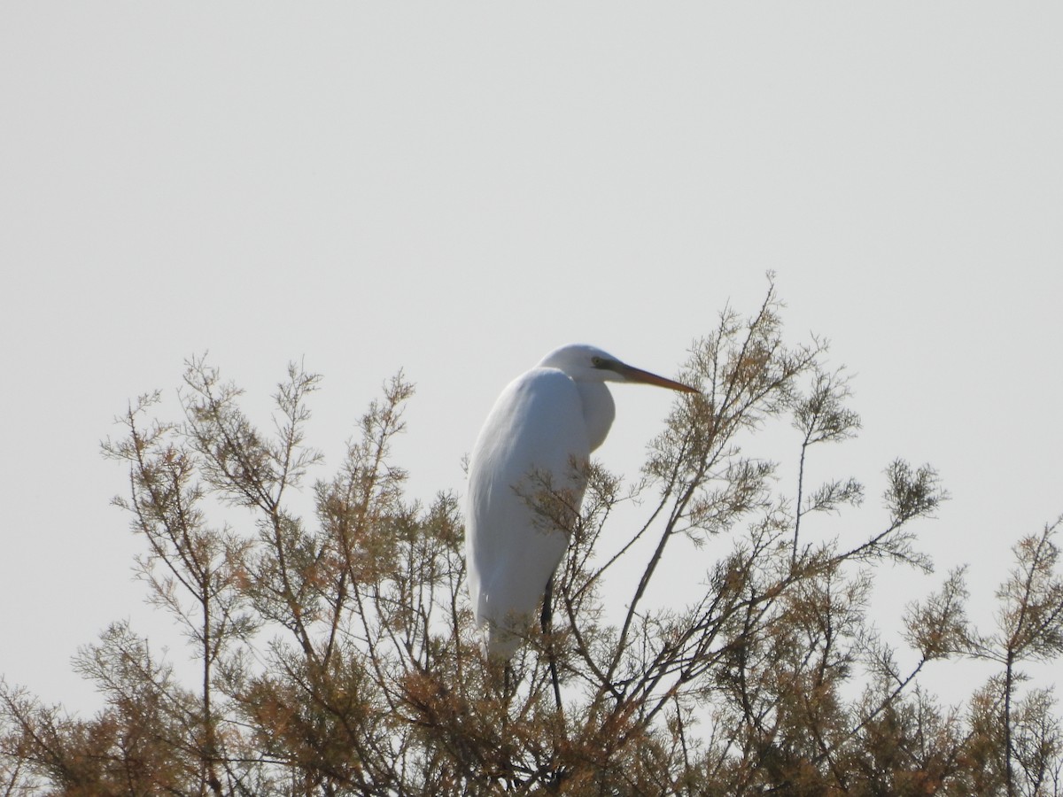 Great Egret - ML644863982