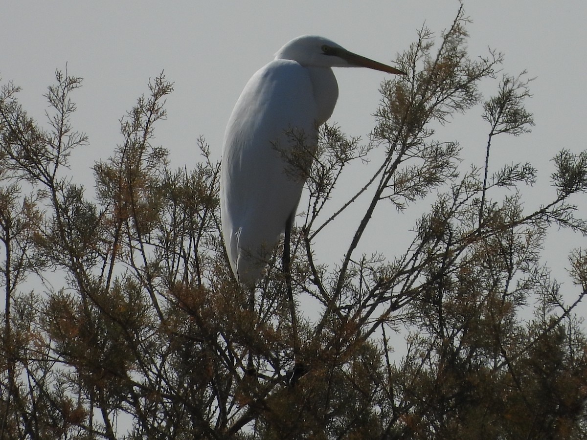 Great Egret - ML644863983