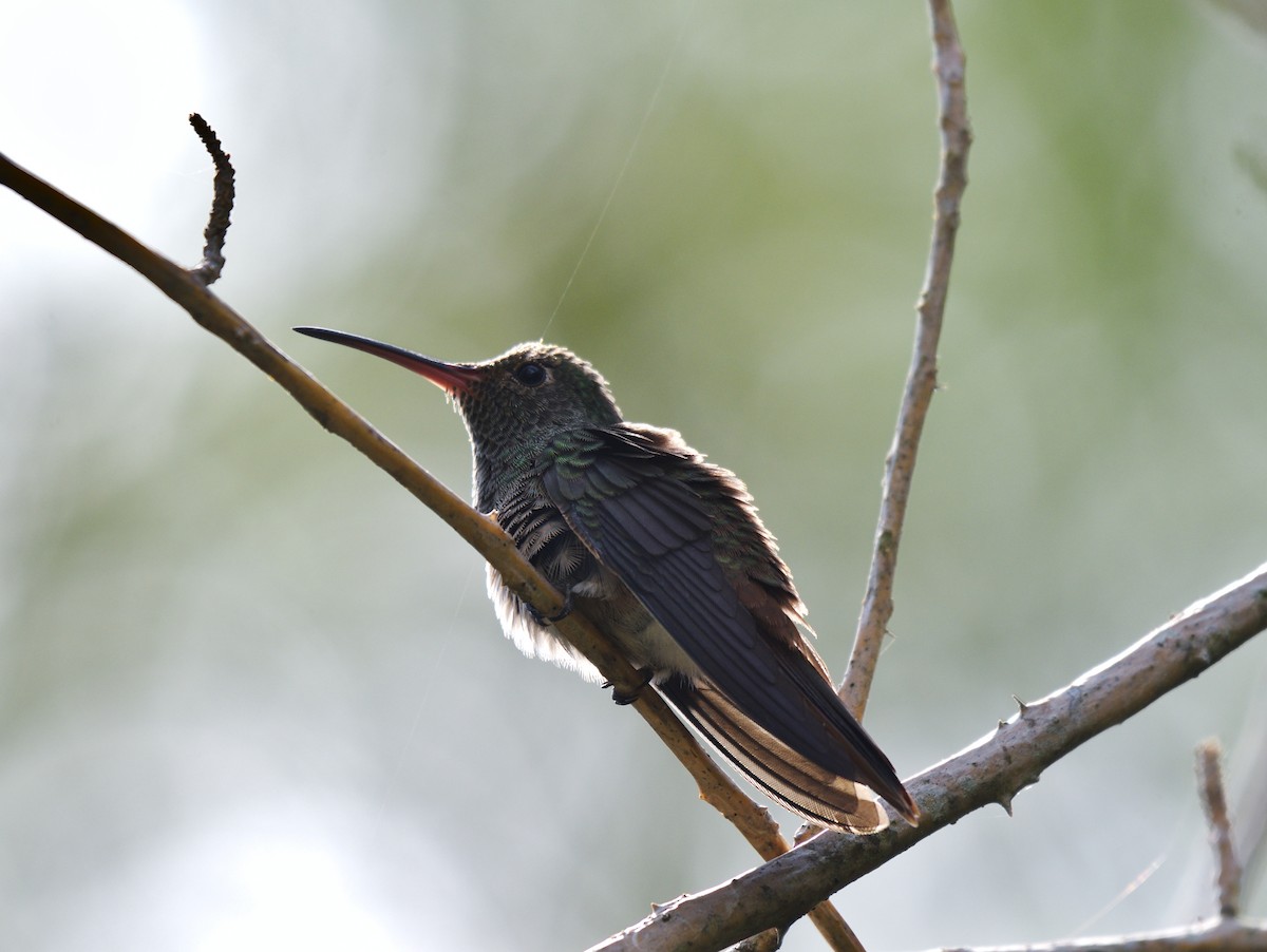 Buff-bellied Hummingbird - ML644863987