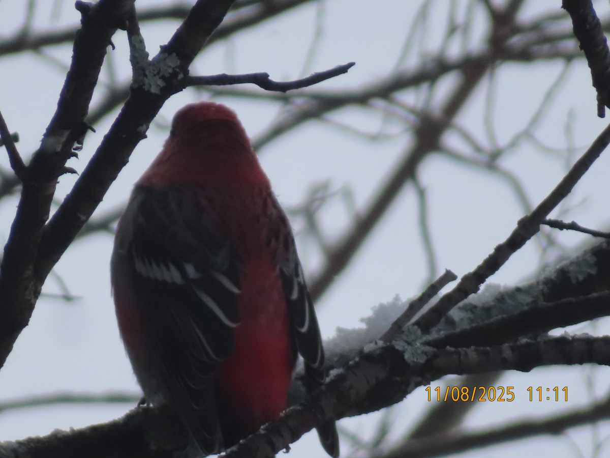 Pine Grosbeak - ML644863997